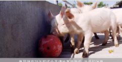 <em>丹麥</em>皇冠豬肉：新型養(yǎng)豬模式引領(lǐng)行業(yè)發(fā)展