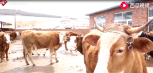 疫情之下的春季動物<em>防疫</em>行動，為畜牧業發展保駕護航