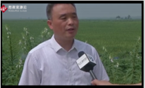 興惠利民，安徽省阜陽市潁上縣半崗鎮(zhèn)建立孔臺子電力排灌站