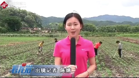 連城宣和打造中草藥小鎮(zhèn)