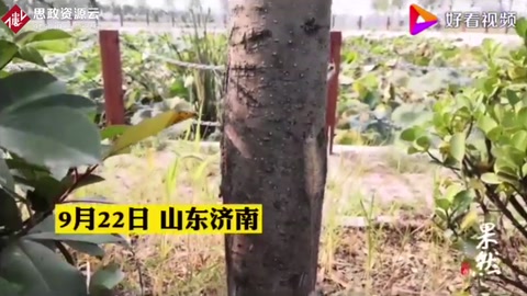 美國白蛾瘋狂！濟(jì)南多路段林木樹葉被“啃光”