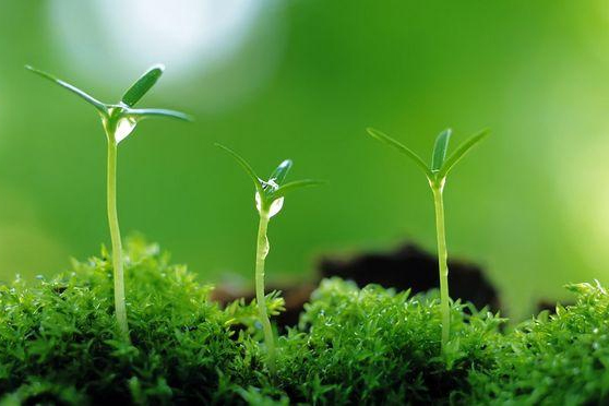 植物保護專業(yè)：農(nóng)業(yè)昆蟲學(xué)(玉米害蟲：草地貪夜蛾) 、普通昆蟲學(xué)(昆蟲的趨光性、遷飛性)、植物保護概論《2019年中國草地貪夜蛾應(yīng)急防控》課程思政案例