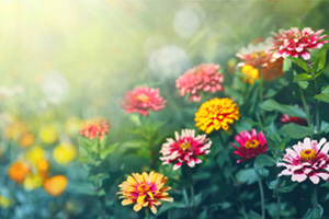 植物保護專業：植物化學保護學、農藥殘留分析《百年張裕農殘風波》課程思政案例
