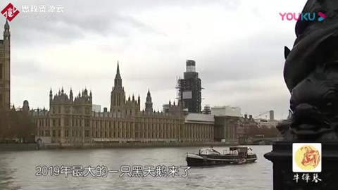 2019年，最大<em>的</em>一只黑天鵝來了！