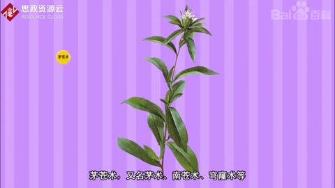 帶你了解茅蒼術——<em>菊科</em><em>植物</em>