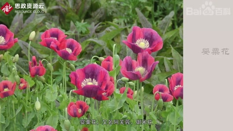 <em>帶你</em><em>了解</em>罌粟——罌粟<em>科</em>罌粟<em>屬</em><em>植物</em>