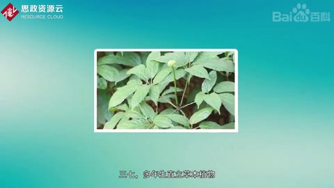 帶你了解三七——五加<em>科</em>人參<em>屬</em><em>植物</em>