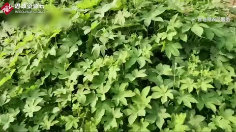 草甘膦這五個<em>除草</em>配方，能解決所有雜草<em>除草</em>難題