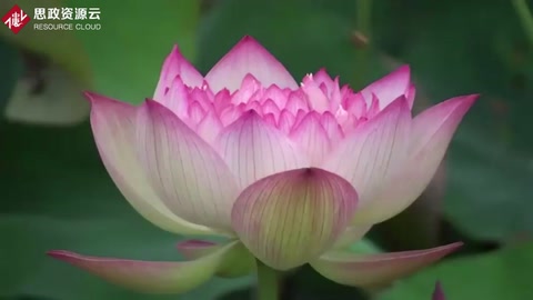 中國(guó)十大名花之<em>荷花</em>欣賞
