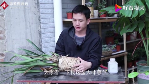 <em>蘭花</em>分株技巧