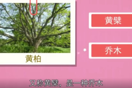 認(rèn)識黃柏