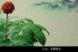 弘揚<em>中醫藥</em><em>文化</em>,傳播<em>中醫藥</em>知識：中華<em>本草</em>-三七