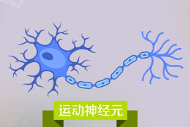 科普中國(guó)·科學(xué)百科：運(yùn)動(dòng)神經(jīng)元