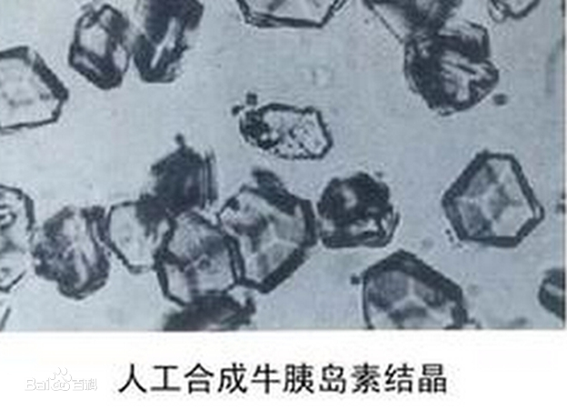 帶你了解人工合成牛<em>胰島素</em>