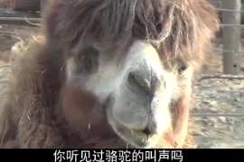 駱駝吃得正<em>香</em>時(shí)，突然一個(gè)粉色“<em>肉</em>球”從嘴里蹦出來(lái)，這是怎么回事<em>呢</em>？