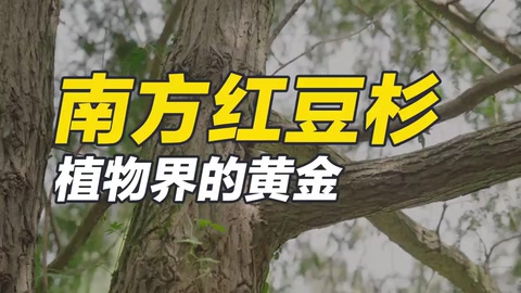 南方紅豆杉，集藥用、材用、觀賞價(jià)值于一身的珍稀樹種