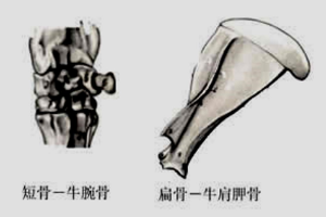 骨<em>的</em><em>形態(tài)</em>分類