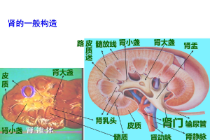 <em>腎</em>的一般<em>構(gòu)造</em>