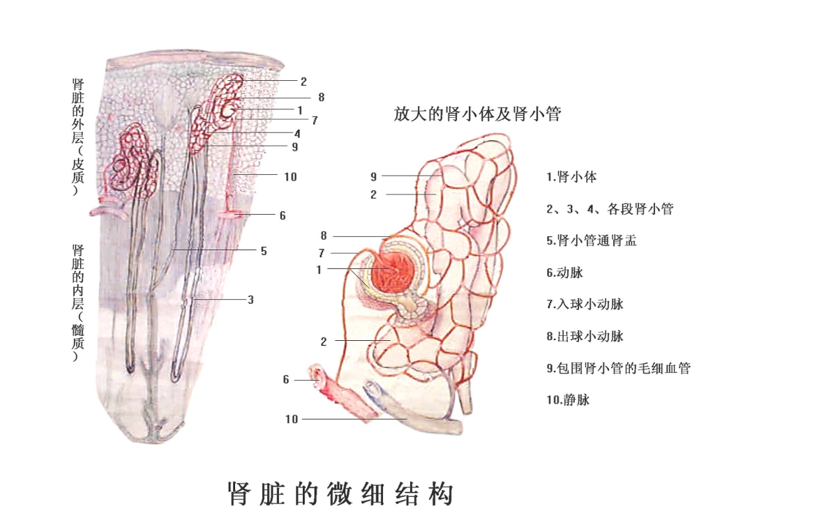 <em>腎臟</em><em>的</em>微細結(jié)構