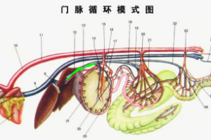 門脈<em>循環(huán)</em>模式圖
