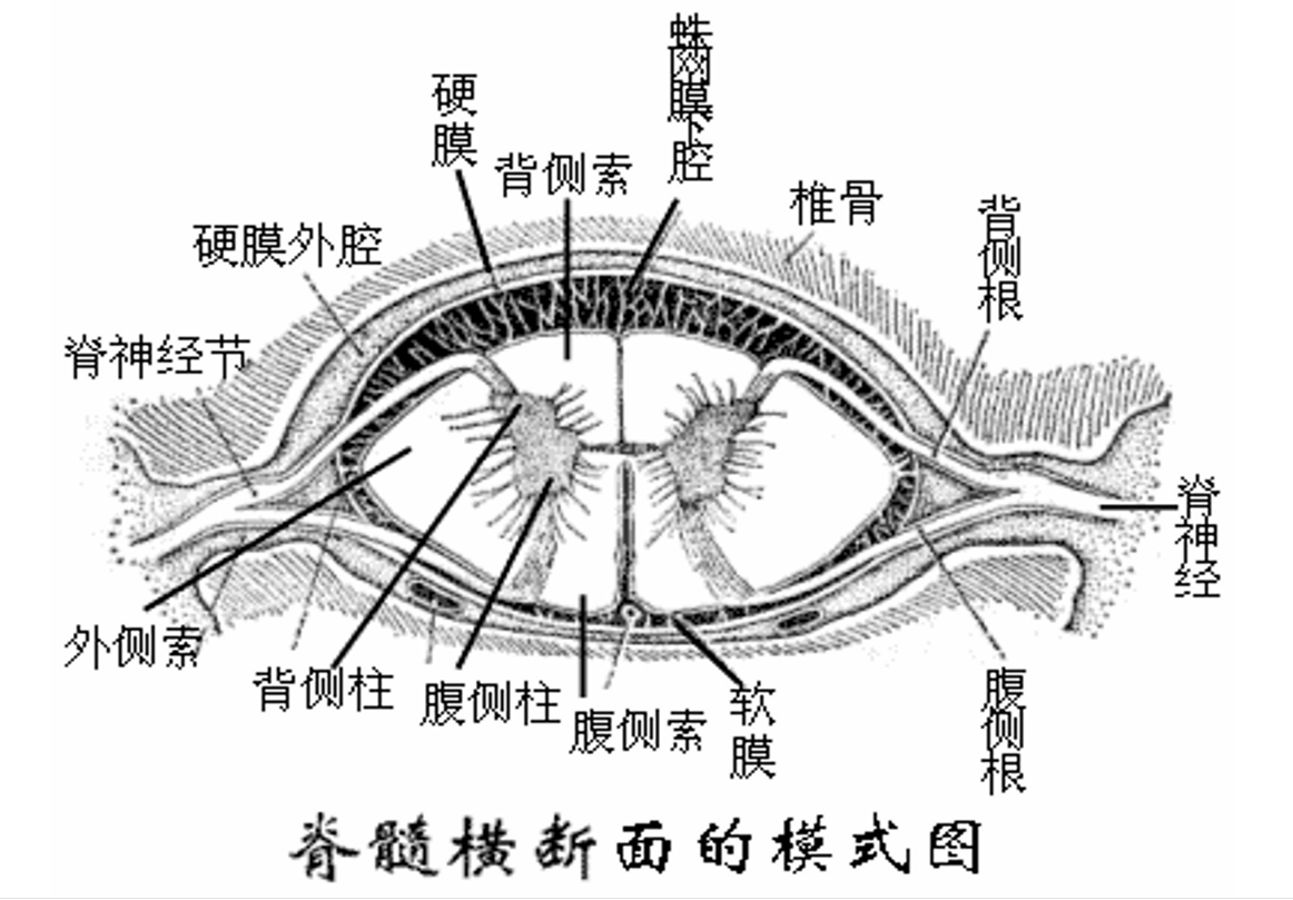 脊髓橫截斷面的<em>模式</em><em>圖</em>