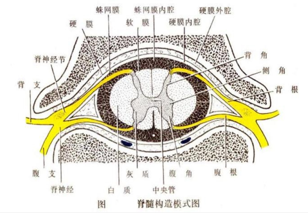 脊髓<em>構(gòu)造</em><em>模式</em><em>圖</em>