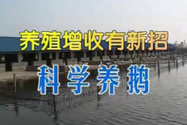<em>鵝</em><em>的</em><em>養(yǎng)殖</em>前期準(zhǔn)備