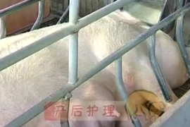 豬的<em>產后</em>管理技術