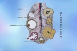 動(dòng)物生理—卵泡<em>的</em>生長過程