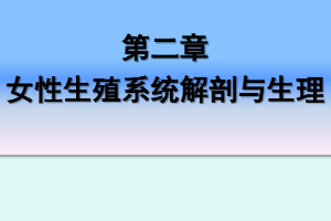 <em>課件</em>：《<em>婦產科</em><em>護理學</em>—第二章 <em>女性</em><em>生殖系統</em>解剖與生理》