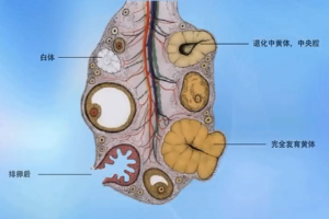 動物生理—排卵后卵巢<em>的</em><em>變化</em>