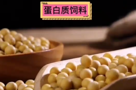 蛋白質飼料有哪些？ 