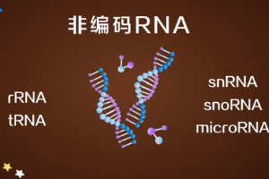非<em>編碼</em>RNA—不<em>編碼</em>蛋白質(zhì)<em>的</em>RNA