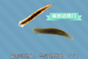 原來.扁形動(dòng)物門長(zhǎng)這樣