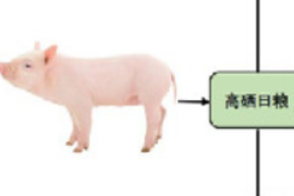 高硒攝入可誘導(dǎo)豬Ⅱ型糖尿病發(fā)生