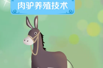 一分鐘了解肉<em>驢</em>養殖技術