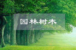 園林技術(shù)專業(yè)：《園林樹木—“匠心澆筑園林，守護(hù)綠水青山”》課程思政案例