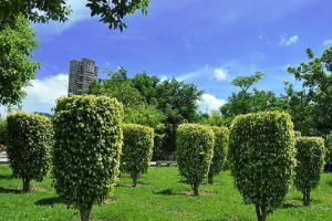 <em>課程標(biāo)準(zhǔn)</em>：<em>園林</em><em>技術(shù)</em><em>專業(yè)</em>《<em>園林</em>樹(shù)木》<em>課程標(biāo)準(zhǔn)</em>