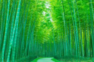 課件：園林技術(shù)專業(yè)《園林樹木—觀賞竹類的識別與應(yīng)用》