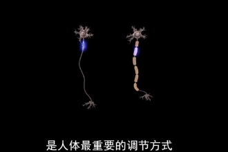 帶您了解神經(jīng)調(diào)節(jié)