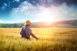 飼草生產技術專業：<em>植物</em>生理學<em>課程</em><em>思</em><em>政教</em>學大綱