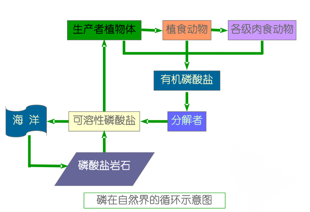 磷在自然界的<em>循環(huán)</em>示意圖