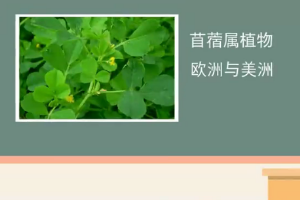 苜蓿<em>草</em>：一種優(yōu)良的飼草資源
