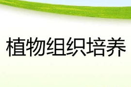 <em>課件</em>：綠色生物制造<em>技術(shù)</em><em>專業(yè)</em>《<em>植物</em><em>組織培養(yǎng)</em>》
