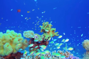 <em>塑料</em>污染與生物多樣性有何關系？“減塑撿塑”為自然