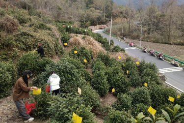 黃山黟縣：小小“黃板”護(hù)<em>茶園</em> 綠色防控助振興